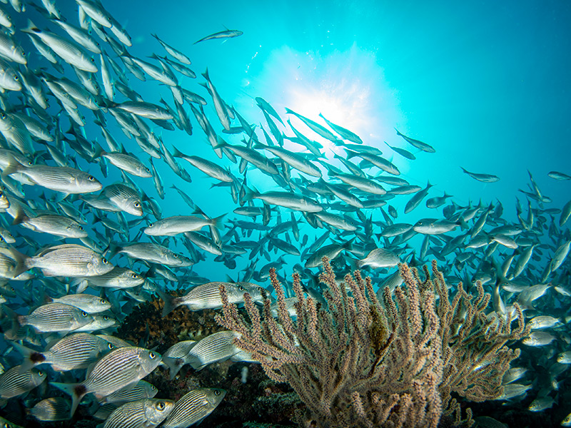  Cabo Pulmo National Park.jpg.crdownload