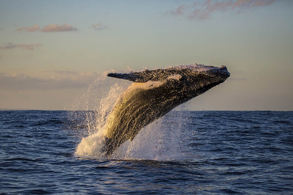 Avistamiento de Ballenas