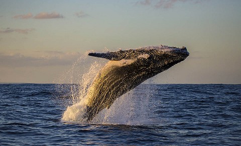 Avistamiento de Ballenas