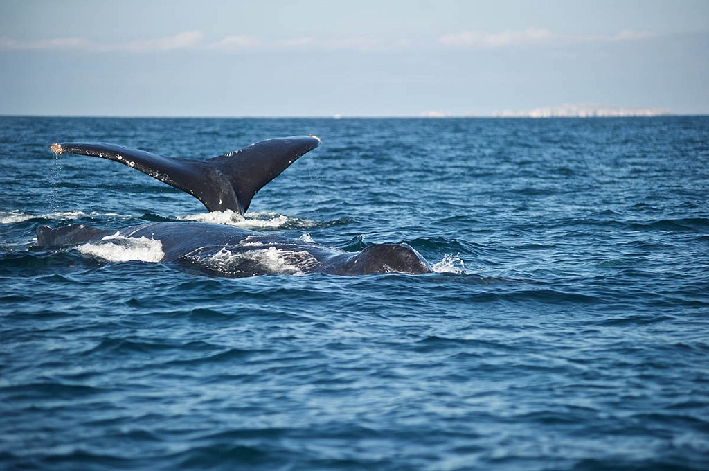 Animales que puede conocer en su próxima escapada a Puerto Vallarta