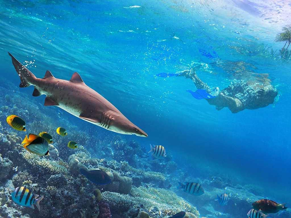 Swimming with Bull Sharks in Cancun | Newsletter TAFER Residence Club