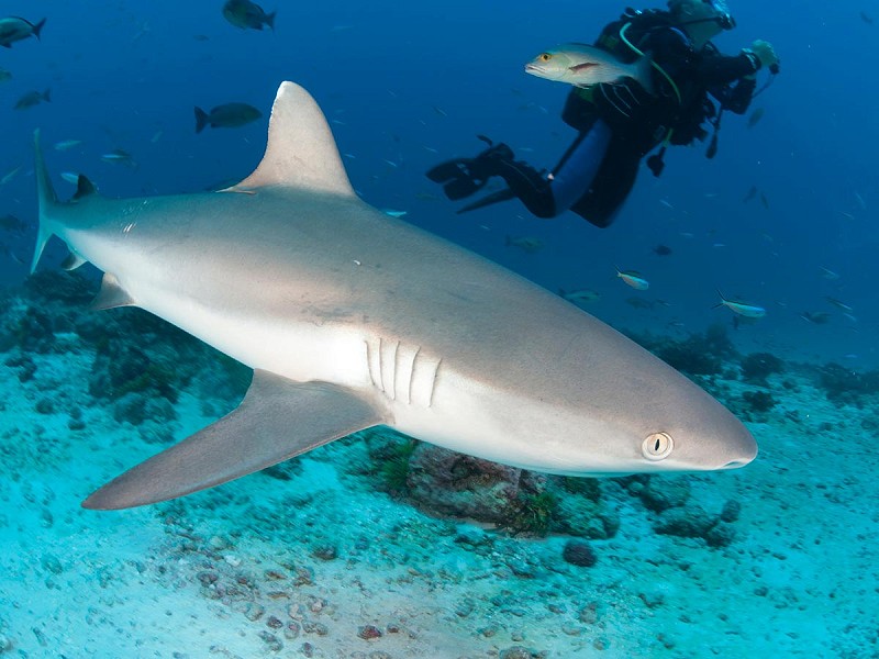 Bull sharks in cancun