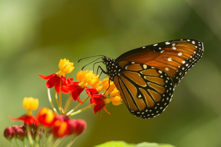 Butterfly at PV garden 2 768x512