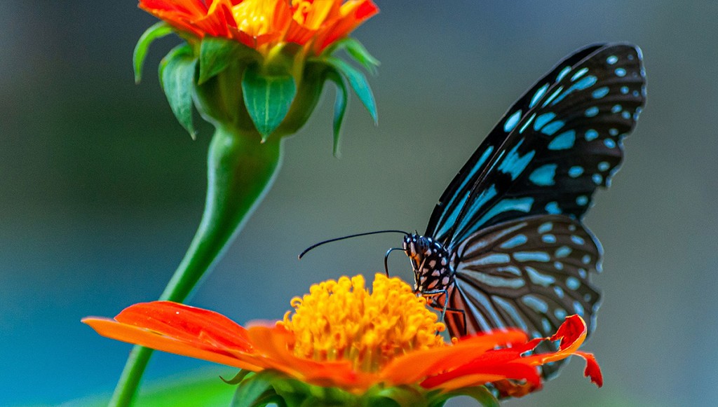 Jardín Mágico: a Butterfly Sanctuary in Puerto Vallarta
