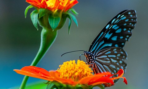 Jardín Mágico: a Butterfly Sanctuary in Puerto Vallarta