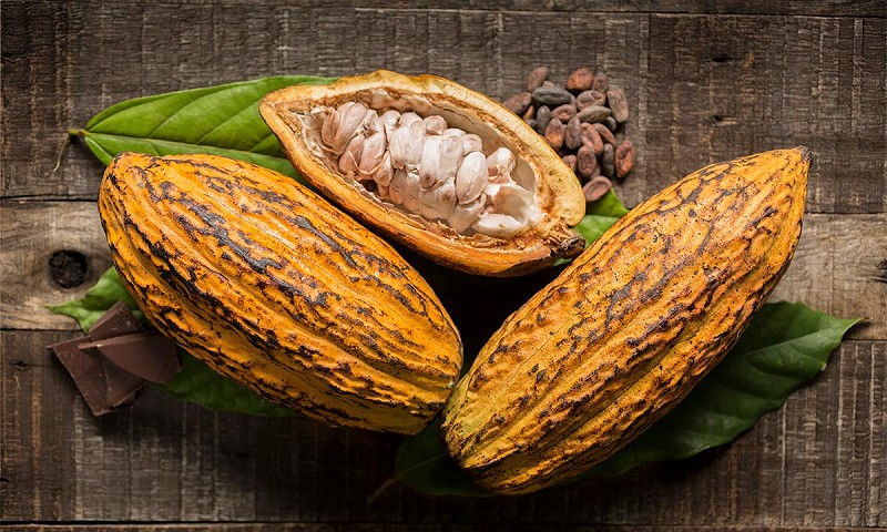 Cacao Cacao