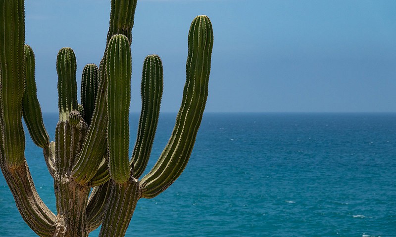 Cactus Tours