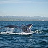 Animals you can meet on your next Puerto Vallarta getaway
