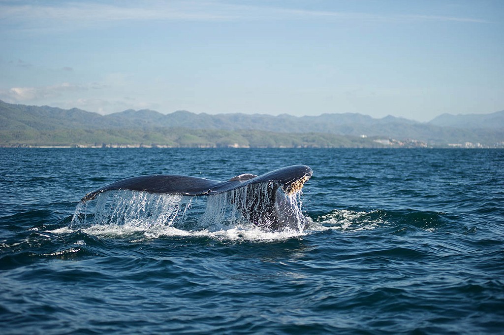 Animals you can meet on your next Puerto Vallarta getaway