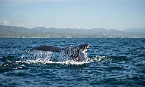 Animales que puede conocer en su próxima escapada a Puerto Vallarta