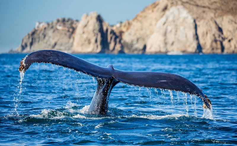 Experimenta la Temporada de Avistamiento de Ballena