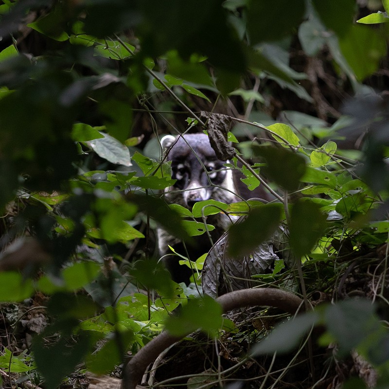 Hm pv animals coati