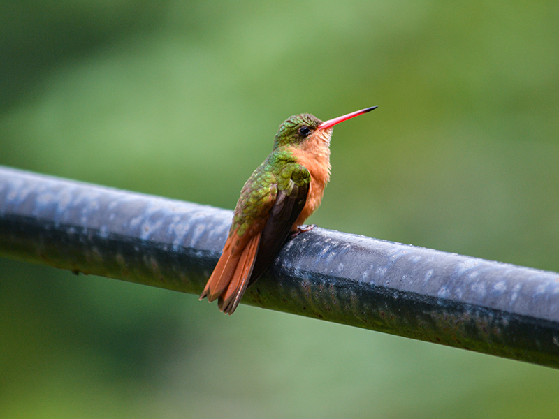 Puerto vallarta botanical gardens