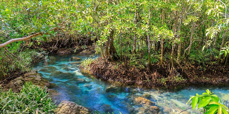 Riviera maya ecosystem