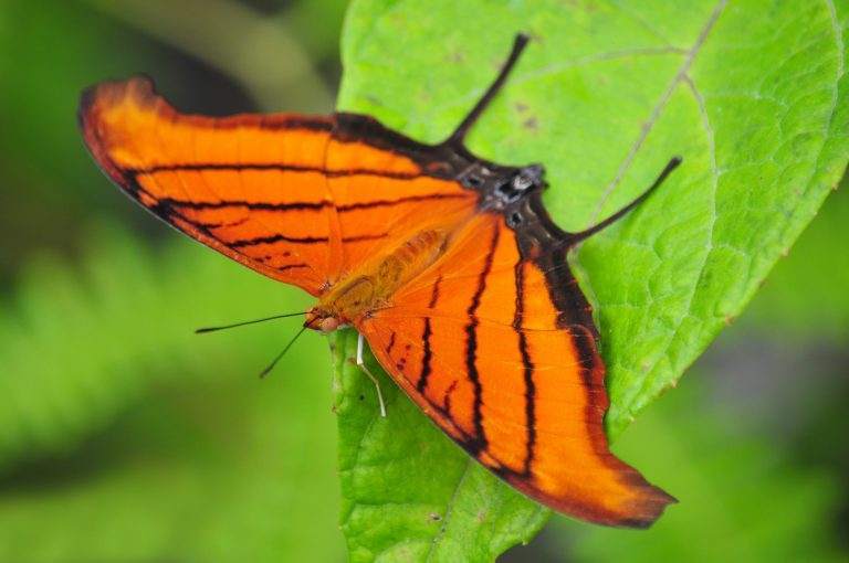 Ruddy Daggerwing butterfly 768x510