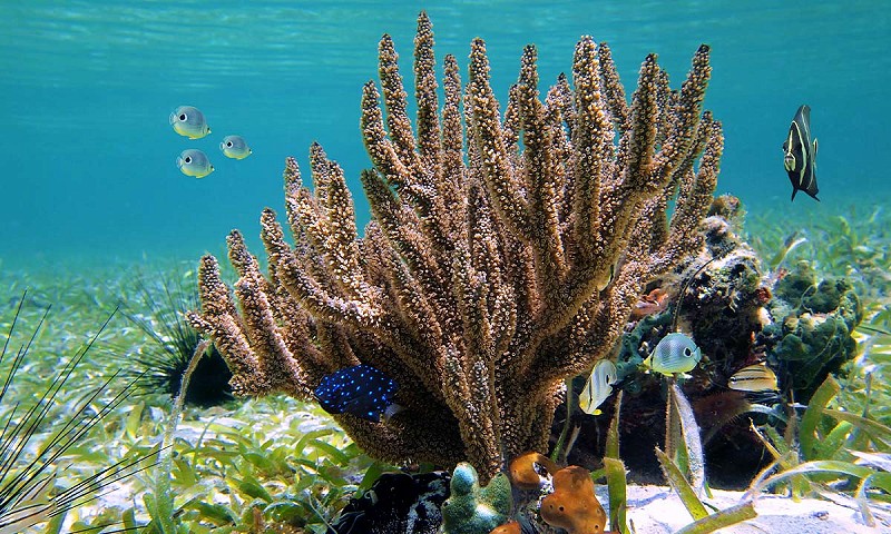 Snorkel 2 Snorkel 2
