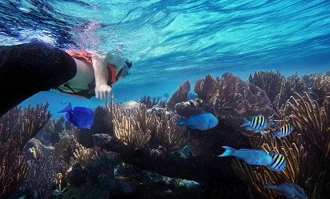 Snorkel Tours in Cancun