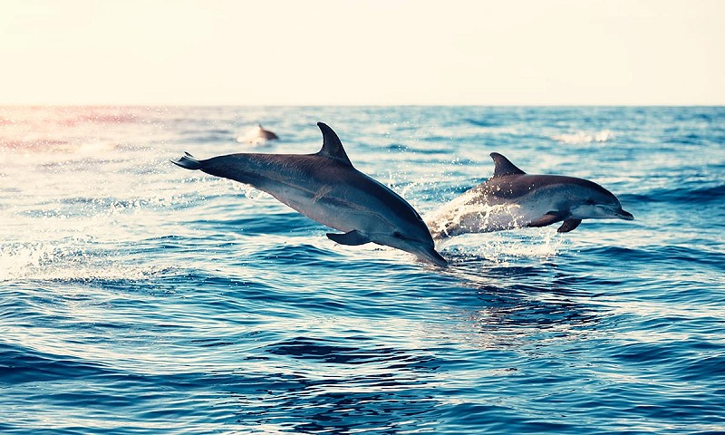 Swim with dolphins