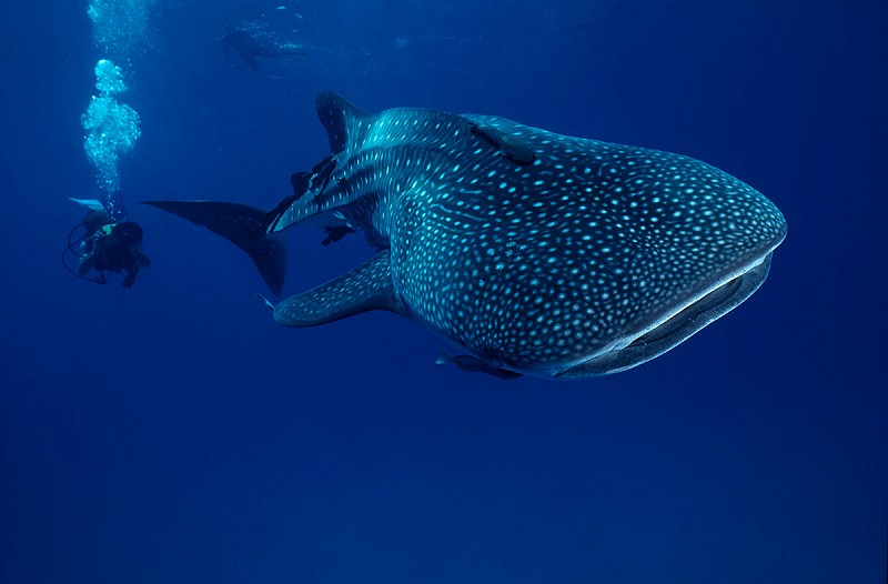 Swim with Whale Sharks