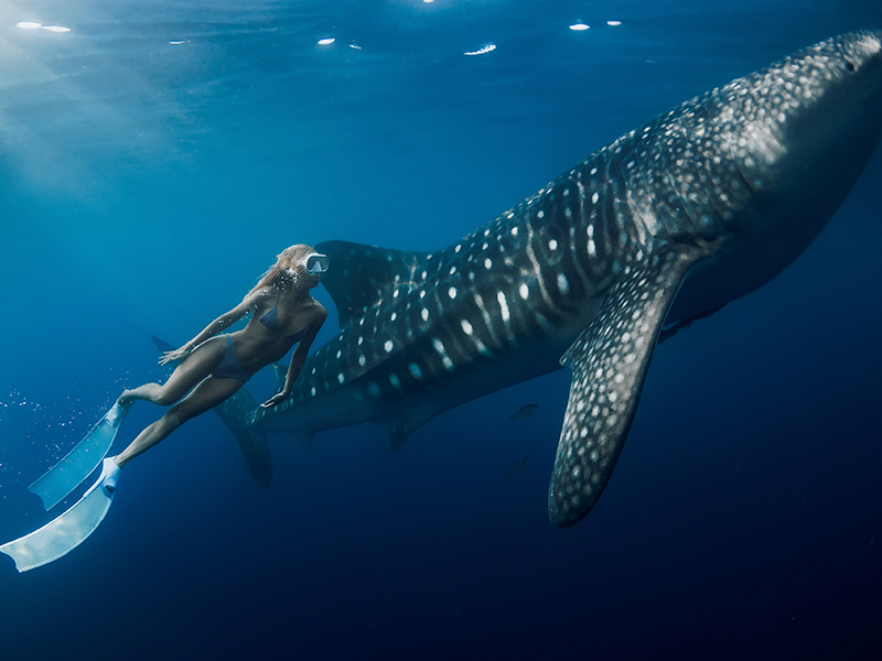 Swim with whale sharks