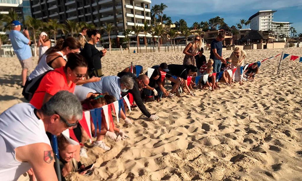 Está de Vuelta la Temporada de Tortugas en Puerto Vallarta