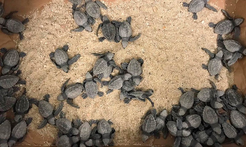 Turtle 3