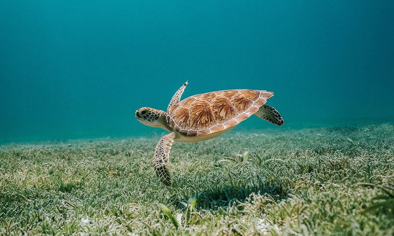 Turtle Nesting