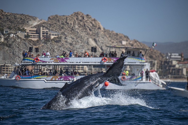 Whale cabo