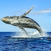Whale Watching in Mexico Our Unforgettable Destinations Where Giants of the Sea Steal the Show