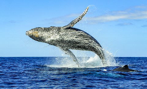 Avistamiento de Ballenas en México Nuestros destinos inolvidables