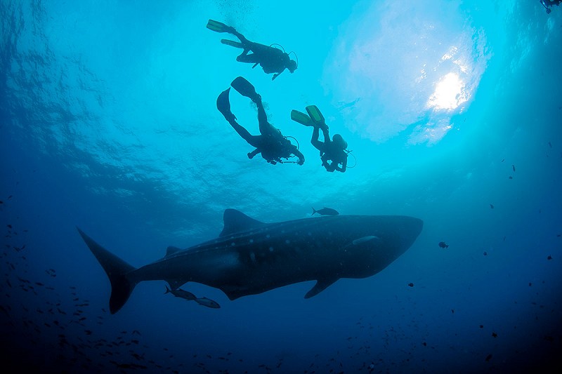 Whale sharks