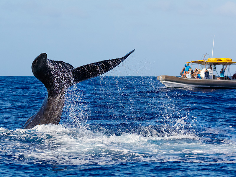 Whale watching vallarta